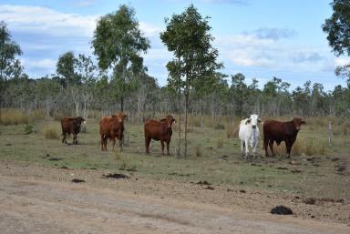Farm Sold - QLD - Canal Creek - 4702 - HIGH RAINFALL COUNTRY FOR SALE  (Image 2)