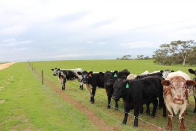 Farm Sold - SA - Lameroo - 5302 - WARM HEALTHY GRAZING WITH CROP/HAY OPPORTUNITIES  (Image 2)