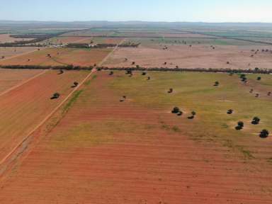 Farm Sold - NSW - Weethalle - 2669 - 'Straithfield' & 'Brigadoon' Weethalle NSW  (Image 2)