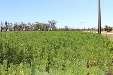 Farm Sold - SA - Keith - 5267 - FOR SALE - "BANEALLA" ONCE IN A LIFETIME OFFERING  (Image 2)