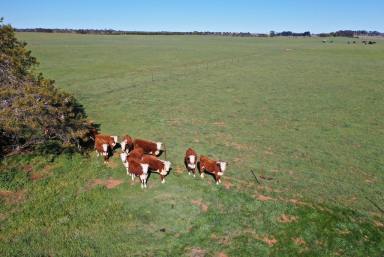Farm Sold - NSW - Taralga - 2580 - Blanches Meadow  (Image 2)