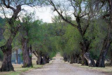 Farm Sold - NSW - Quirindi - 2343 - RARE RURAL OPPORTUNITY  (Image 2)