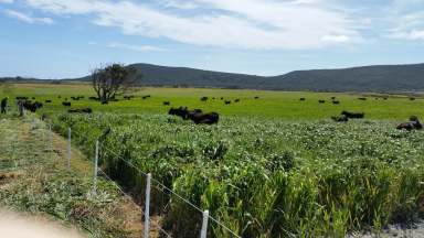 Farm Sold - TAS - Whitemark - 7255 - Best of Both Worlds on Flinders Island.  (Image 2)