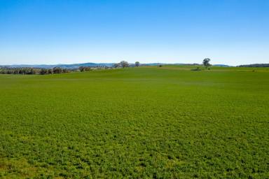 Farm Sold - NSW - Cootamundra - 2590 - Rare Opportunity To Secure A Production Powerhouse In South West Slopes Sweet Spot  (Image 2)