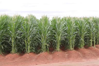 Farm For Sale - NSW - Hillston - 2675 - Grow Whatever You Want, Whenever You Want!  (Image 2)