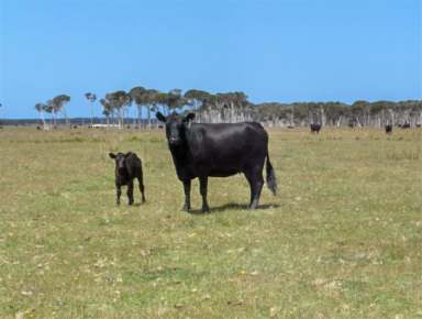 Farm Sold - TAS - Flinders Island - 7255 - High Performance Grazing  (Image 2)