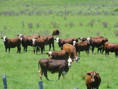 Farm Sold - NSW - Kyogle - 2474 - PRIME GRAZING COUNTRY  (Image 2)