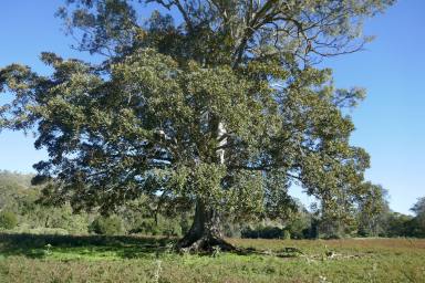 Farm Sold - NSW - West Wiangaree - 2474 - RIVERBANK PROPERTY  (Image 2)