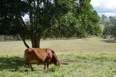 Farm Sold - NSW - Kyogle - 2474 - EDENVILLE  (Image 2)