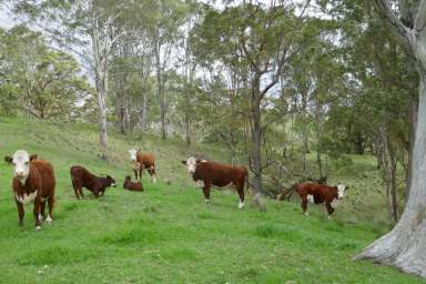 Farm For Sale - NSW - Kyogle - 2474 - "WYNDHAM"  (Image 2)