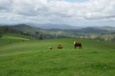 Farm For Sale - NSW - Kyogle - 2474 - "WYNDHAM"  (Image 2)