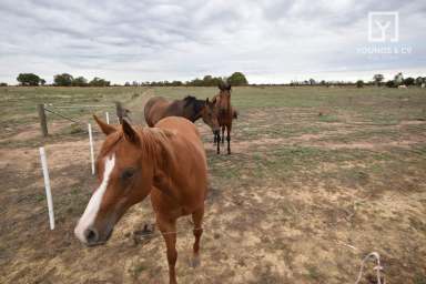 Farm Sold - VIC - Cooma - 3616 - RURAL BLOCK READY FOR A HOME  (Image 2)