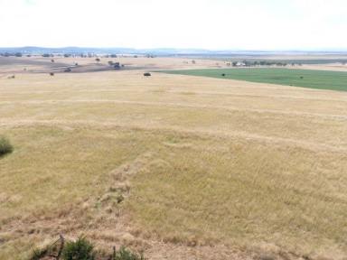 Farm Sold - QLD - Clifton - 4361 - EVERY NOW AND THEN A PROPERTY COMES ALONG THAT REALLY STANDS OUT  (Image 2)