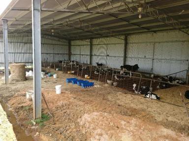 Farm Sold - VIC - Cooriemungle - 3268 - 112.1 Hectares / 279 Acres Dairy farm Cooriemungle  (Image 2)
