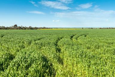 Farm Sold - VIC - Meredith - 3333 - SUPERB GEELONG – BALLARAT AREA CROPPING AND GRAZING PROPERTY  (Image 2)