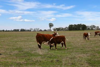 Farm Sold - VIC - Warncoort - 3243 - EXCELLENT COLAC DISTRICT COUNTRY  (Image 2)