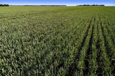 Farm Sold - VIC - Nerrin Nerrin - 3351 - SUPERB LARGE SCALE CROPPING AND GRAZING ENTERPRISE  (Image 2)