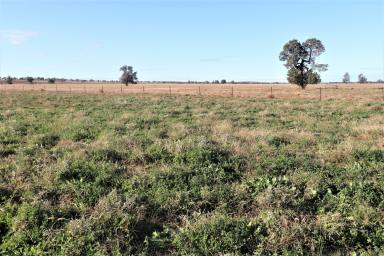 Farm Sold - NSW - Ungarie - 2669 - 'Deloraine' Ungarie approx 251.72 ha  (Image 2)