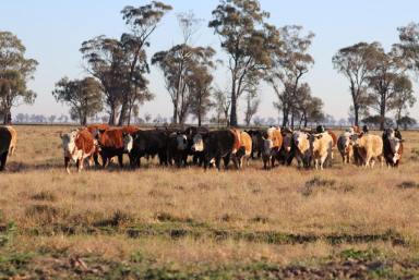 Farm Sold - NSW - Temora - 2666 - Bonnie Doo' Set on approximately 64.26ha (158.72 ac)  (Image 2)