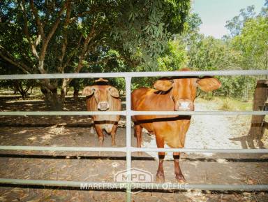 Farm Sold - QLD - Biboohra - 4880 - UNIQUE, IDYLLIC WITH THE POTENTIAL FOR MORE  (Image 2)