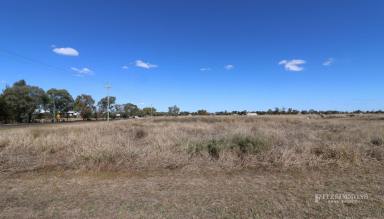 Farm For Sale - QLD - Dalby - 4405 - BUILD YOUR DREAM HOME - 1 ACRE  (Image 2)