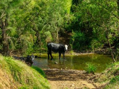 Farm Sold - NSW - Larnook - 2480 - Substantial Rural Holding  (Image 2)