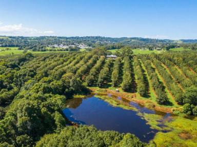 Farm Sold - NSW - Bangalow - 2479 - Rural Lifestyle With Established Income Producing Macadamia Orchard  (Image 2)
