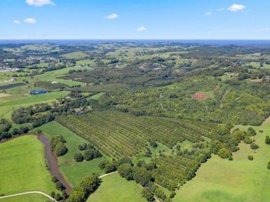 Farm Sold - NSW - Bangalow - 2479 - Rural Lifestyle With Established Income Producing Macadamia Orchard  (Image 2)