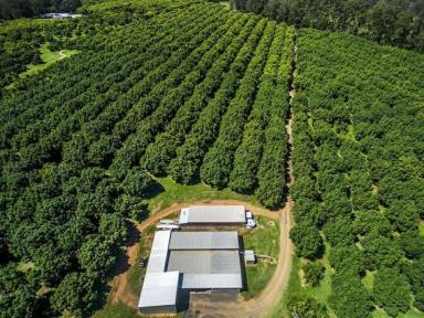 Farm Sold - NSW - Green Pigeon - 2474 - Green Pigeon Avocado Orchard - Outstanding Horticultural Opportunity  (Image 2)