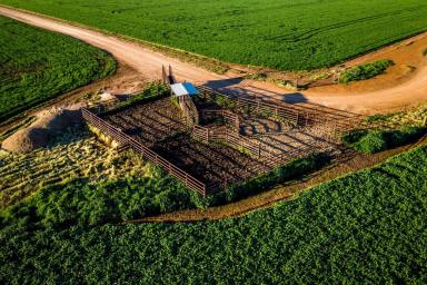 Farm For Sale - NSW - Sebastopol - 2666 - Farming Doesn't Get Any Better Than This  (Image 2)