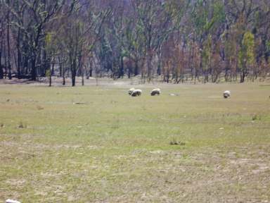 Farm Sold - NSW - Torrington - 2371 - A Retiree's Paradise  (Image 2)