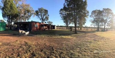 Farm Sold - QLD - Dalby - 4405 - WHITE DOG DOWNS
EXCELLENT LIFESTYLE PROPERTY 100ACRES  (Image 2)