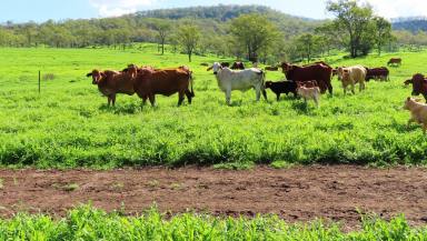 Farm Sold - QLD - West Haldon - 4359 - Cultivation & Grazing Paddocks  (Image 2)