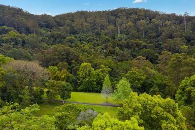 Farm Sold - NSW - Mount Warning - 2484 - A stunning, sprawling block deep in glorious rainforest of the Northern Rivers  (Image 2)