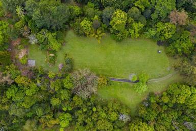 Farm Sold - NSW - Mount Warning - 2484 - A stunning, sprawling block deep in glorious rainforest of the Northern Rivers  (Image 2)
