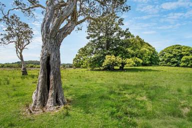 Farm Sold - NSW - Myocum - 2481 - Splendor in the Grass  (Image 2)