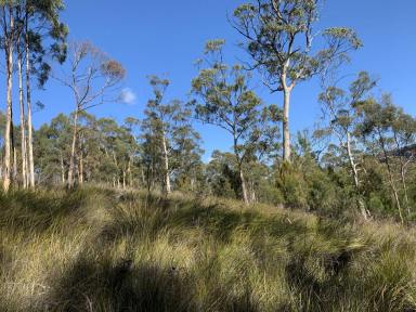 Farm Sold - TAS - Nicholls Rivulet - 7112 - Beautiful bush block ready for your first home or hideaway.  (Image 2)