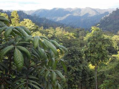 Farm Sold - QLD - Mungalli - 4886 - Secluded 415 acre paradise with agri business on the fertile Atherton Tablelands.  (Image 2)