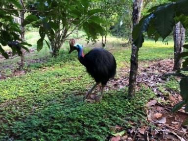 Farm Sold - QLD - Mungalli - 4886 - Secluded 415 acre paradise with agri business on the fertile Atherton Tablelands.  (Image 2)