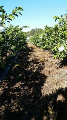 Farm Sold - QLD - Chambers Flat - 4133 - 10 ACRE  FARM - 2200 GUAVA FRUIT TREES   16 GREEN HOUSES  * *10 ACRES OF LAND * *3 Bedroom Home  (Image 2)
