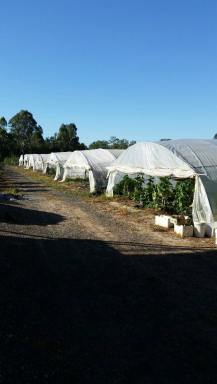 Farm Sold - QLD - Chambers Flat - 4133 - 10 ACRE  FARM - 2200 GUAVA FRUIT TREES   16 GREEN HOUSES  * *10 ACRES OF LAND * *3 Bedroom Home  (Image 2)