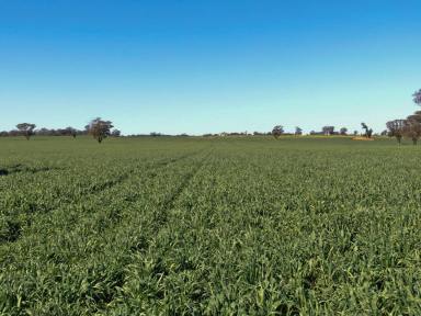 Farm Sold - NSW - Narromine - 2821 - Location, Production, Lifestyle,  (Image 2)