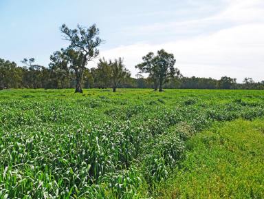 Farm Sold - NSW - Narrandera - 2700 - RIVER FRONTAGE  (Image 2)