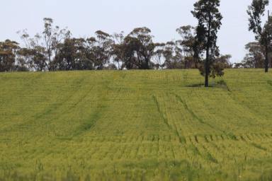 Farm Sold - NSW - Weethalle - 2669 - Spray And Sow  (Image 2)