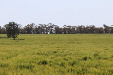 Farm Sold - NSW - Weethalle - 2669 - Spray And Sow  (Image 2)