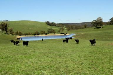Farm Sold - NSW - Gurrundah via Goulburn - 2581 - "Wandonga" - Gurrundah/Goulburn 2895 Acres Quality Grazing Property  (Image 2)