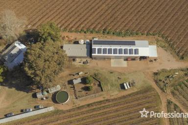 Farm For Sale - VIC - Sunnycliffs - 3496 - Sunnycliffs Table Grape Property - 31 acres  (Image 2)