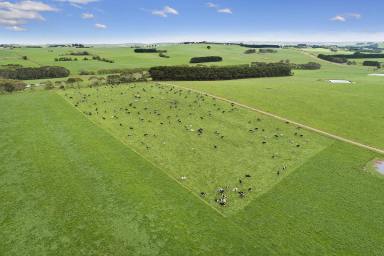 Farm Sold - VIC - Cooriemungle - 3268 - South West Victoria - Heytesbury District Holding  (Image 2)