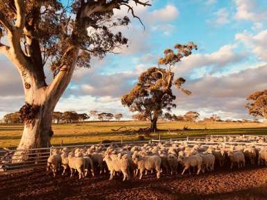 Farm Sold - SA - Keyneton - 5353 - Historic ‘Red Creek’ – Significant Grazing Holding (Est. 1842)  (Image 2)