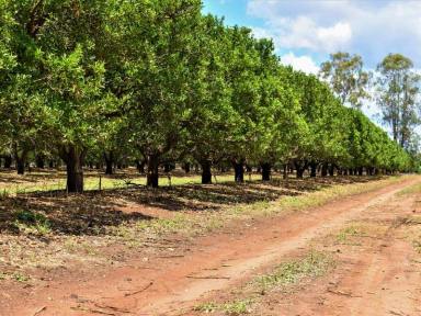 Farm Sold - QLD - Old Cooranga - 4626 - Walk In Walk Out Commercial Scale Orchard  (Image 2)